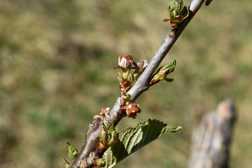 Kirsche, Prunus, mit erfrorenen Blüten, Spätfrost