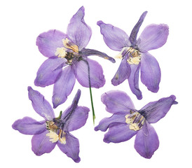Pressed and dried delphinium flowers isolated on white background. For use in scrapbooking,...