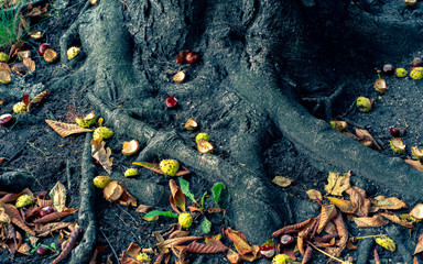 Acorns under the oak in the fall