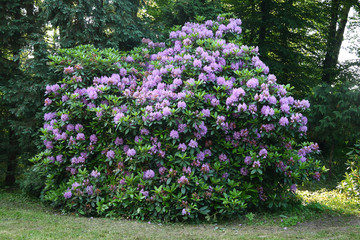 Obraz premium Rododendron w wiosennym ogrodzie