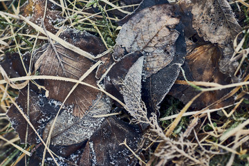 autumn grass