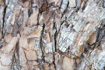 bark of a tree