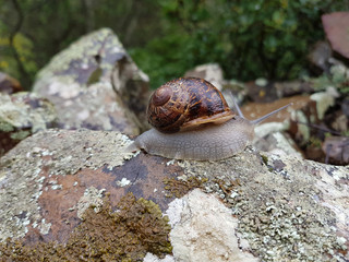 Lumaca
