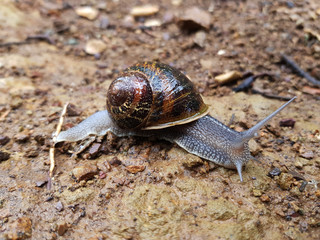 Lumaca