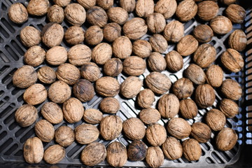walnut
