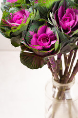 Brassica decorative cabbage for floristry in a bouquet on a light background.