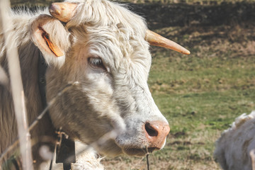 White cow with horns resting in the middle of a meadow in the foreground with a beautiful day