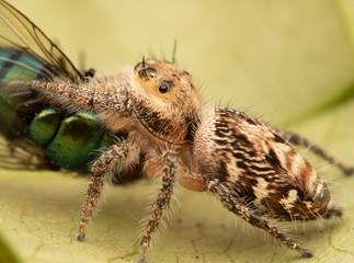 Salticidae jumping spider eating a fly