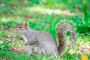 squirrel in the park