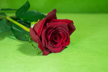 Beautiful red roses on a green background. Beautiful rose. Beautiful bouquet. Red Rose.