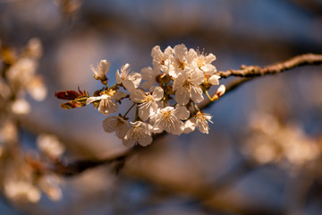 nautre flowers and leafs
