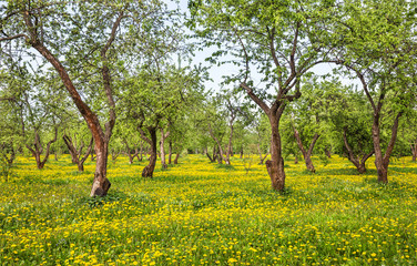 Fototapeta premium Spring beautiful orchard with dandelions