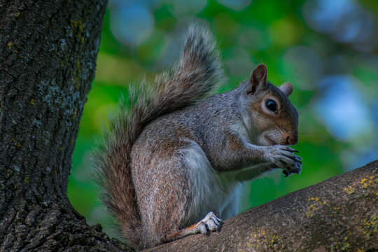 squirrel eating nut