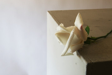 Rosa bianca recisa isolata su fondo chiaro, dettaglio