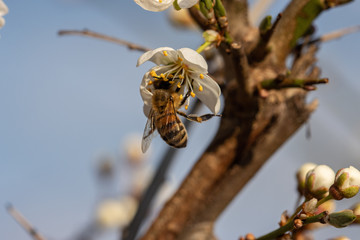 biene, nektar, blüte, frühling
