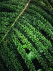 A close up shot of a branch of green Norfolk Island Pine.