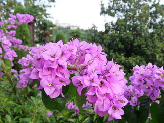 Closeup of blooming magenta or purple bougainvillea