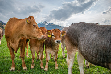 Beautiful swiss cows. Alpine meadows. Mountains.