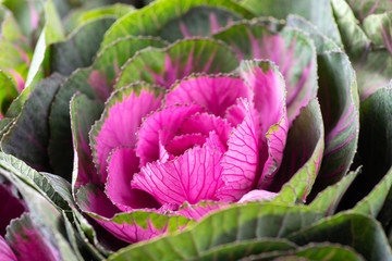 Brassica decorative cabbage for floristry in a bouquet on a light background.