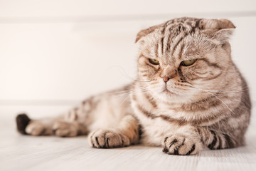 Beautiful Scottish Fold cat is depressed, she is lying on the floor with a pensive, sad look on a blurry background.