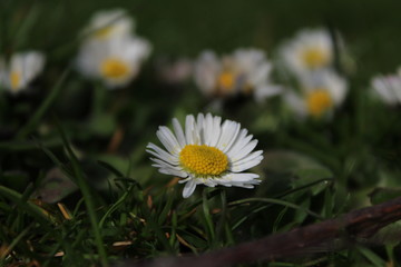 daisies meadows dark