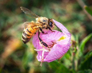 Western Honey Bee likes the Pinkladies!