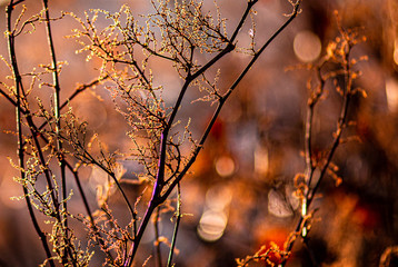 nautre flowers and leafs