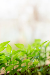 Fototapeta na wymiar Pepper seedlings in brown plastic pot stand on the white windowsill at home.