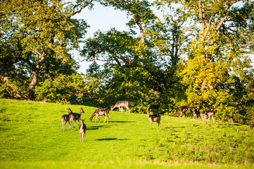 group of Black fallow deer in Levens Park Cumbria UK