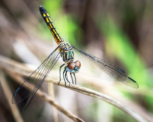 Blue Dasher on a dried stick!