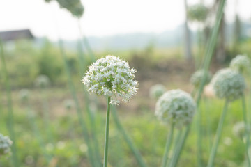 Flowering onions Blooming beautiful in the garden