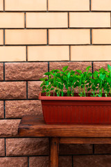 Pepper seedlings in brown plastic pot stand on the wooden bench near house wall.
