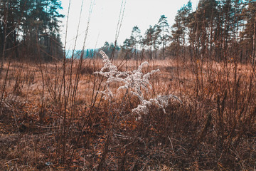 Obraz premium Macro nature
