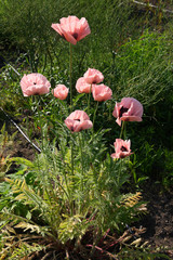 
Poppies in the spring garden