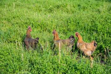 Three native chickens on the grass