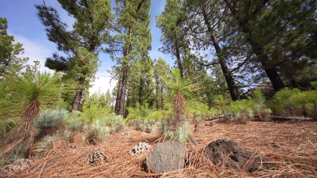 Small Pine trees in forest. Reafforestation. Tenerife, Spain (Canary Islands)