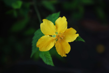 Fiori gialli appena sbocciati, primo piano