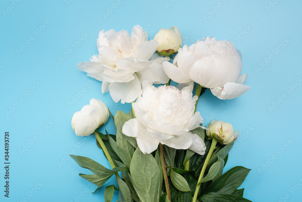 Wall mural Bouquet of white peonies on a blue background.