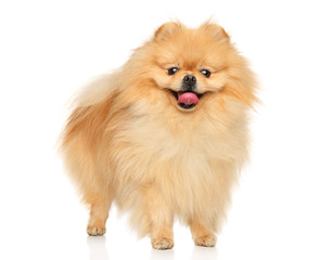 Obraz premium Happy Pomeranian Spitz puppy