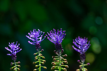 Three Musketeers on Dark Background
