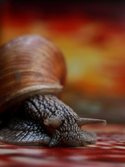 beautiful snail in the studio on a background of painted sunset