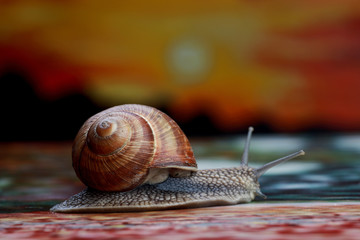 beautiful snail in the studio on a background of painted sunset