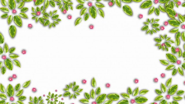 Green Leaves Floral copy space background. Stopmotion animation. Ficus leaves isolated on white background.