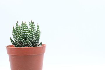 Succulent in pot ,plant isolated