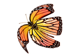 Color butterfly , isolated on white background