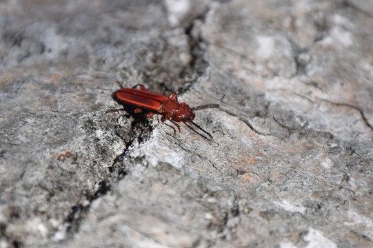 Red Flat Bark Beetle