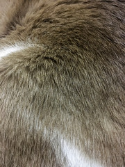 Close up at cat fur texture background.
