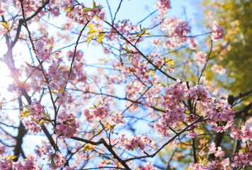 鎌倉 長谷寺の河津桜
