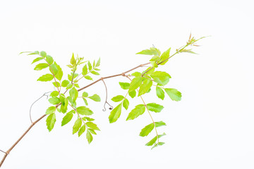 Fresh rattan tea on white background