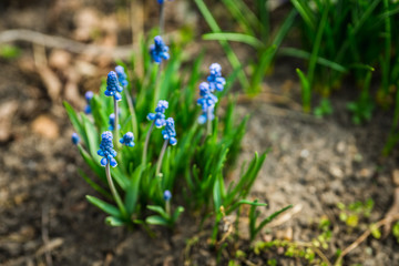Muscari armeniacum (Blue Grape Hyacinth) blooming in the garden. Selective focus. Shallow depth of field.